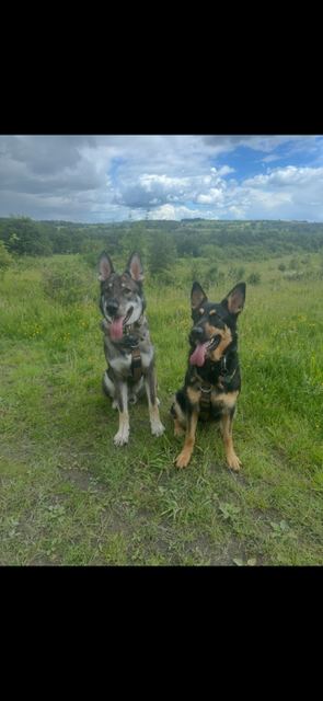 Two of my German Shepherds out on a walk in the countryside